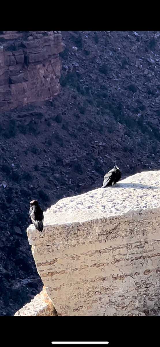 Condor de Californie - ML579036111