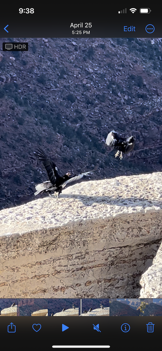 Condor de Californie - ML579036201