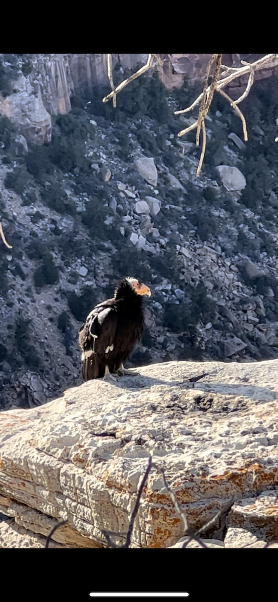 Condor de Californie - ML579036221
