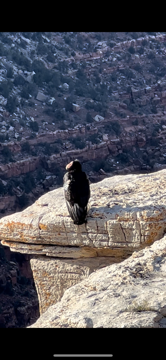 Condor de Californie - ML579036251
