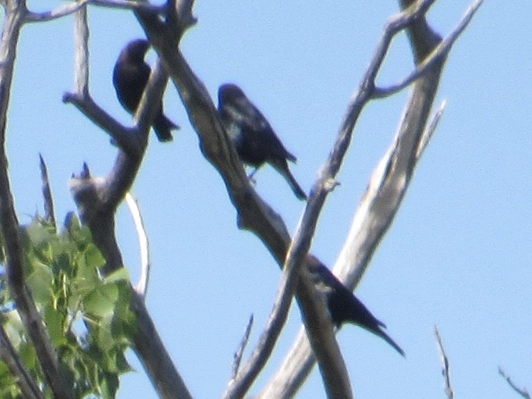 Brown-headed Cowbird - ML579036301