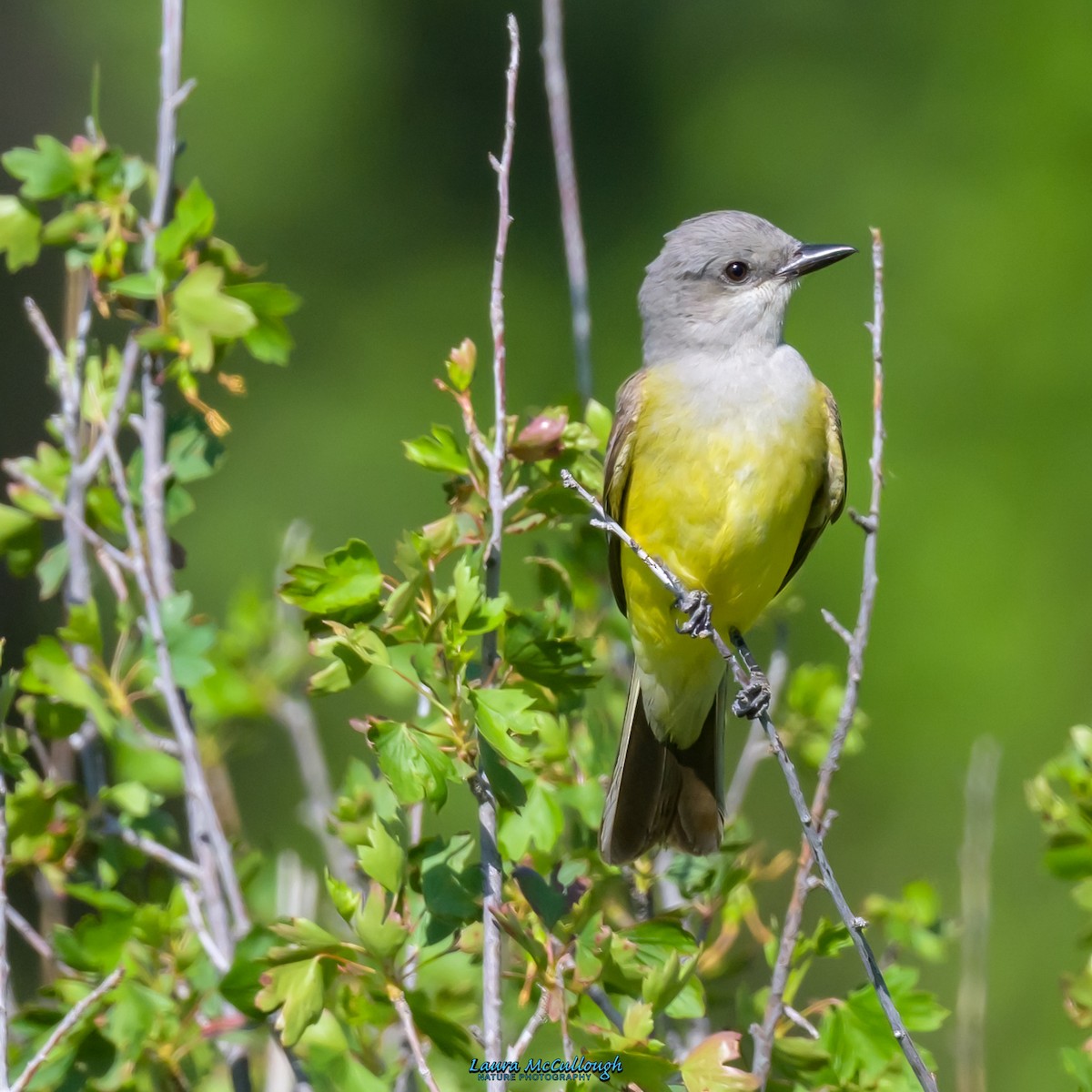 Western Kingbird - ML579036311