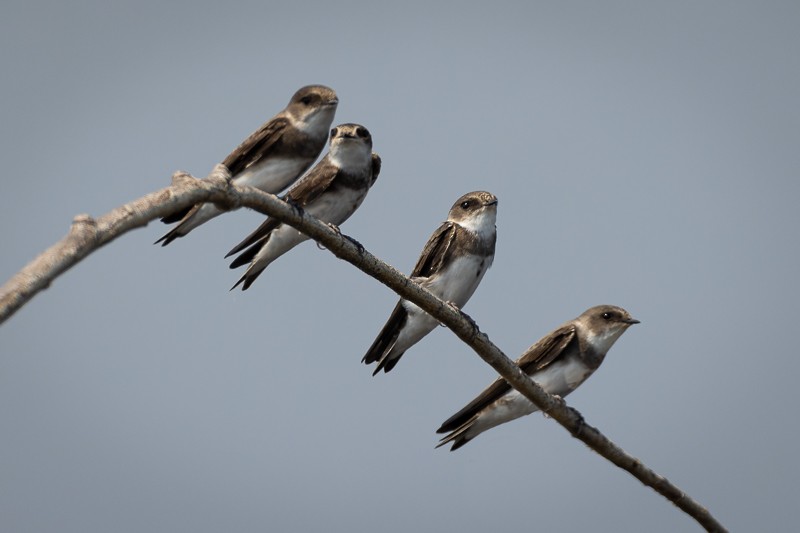 Bank Swallow - ML579036411