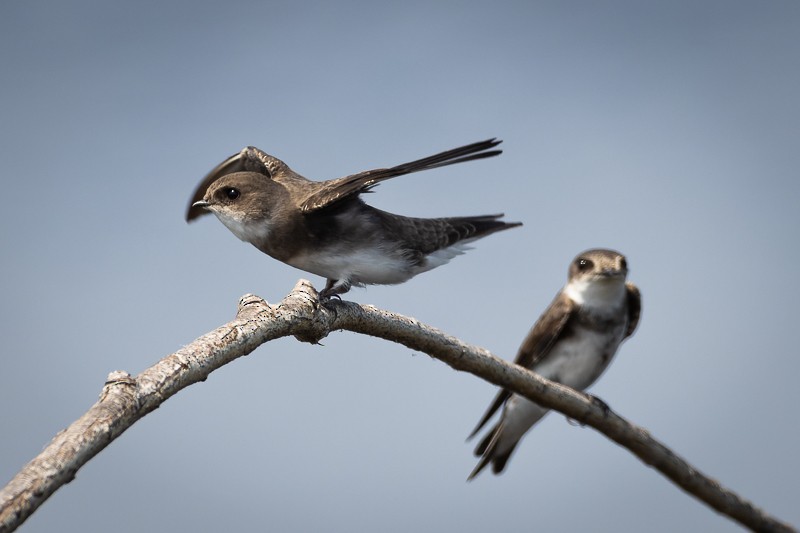 Bank Swallow - ML579036421