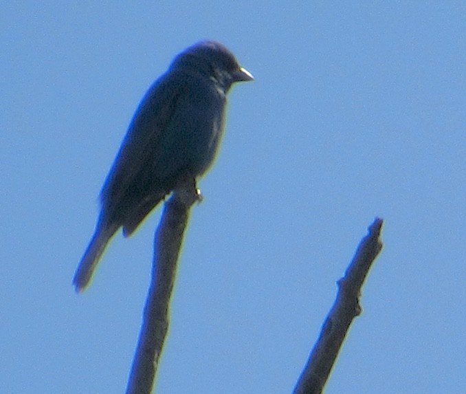 Indigo Bunting - ML579036481