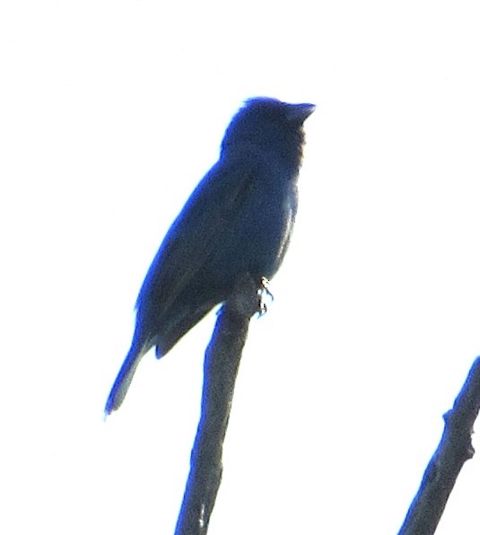 Indigo Bunting - ML579036491