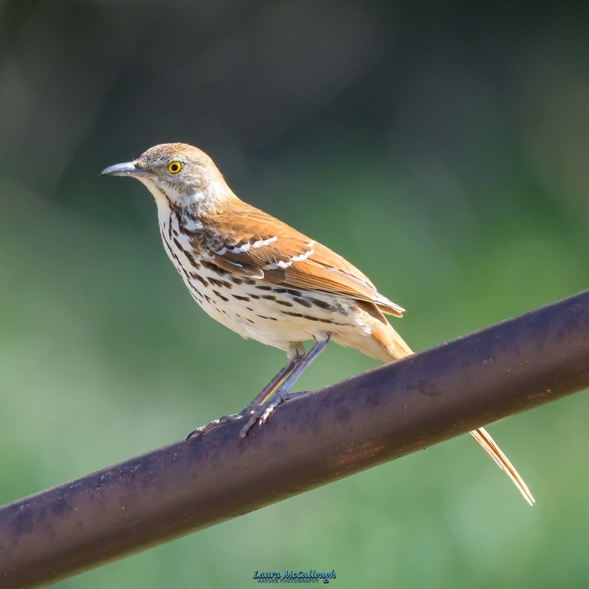 Brown Thrasher - ML579036761