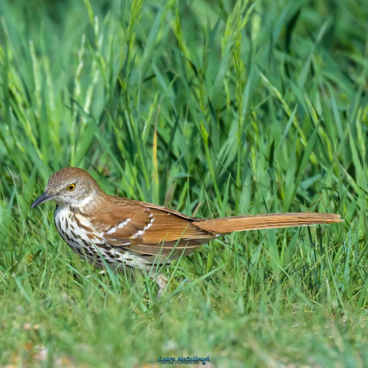 Brown Thrasher - ML579036771