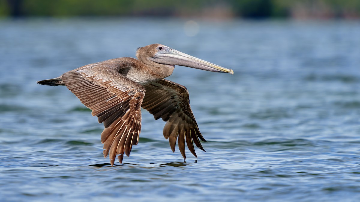 Brown Pelican - Neo Morpheus