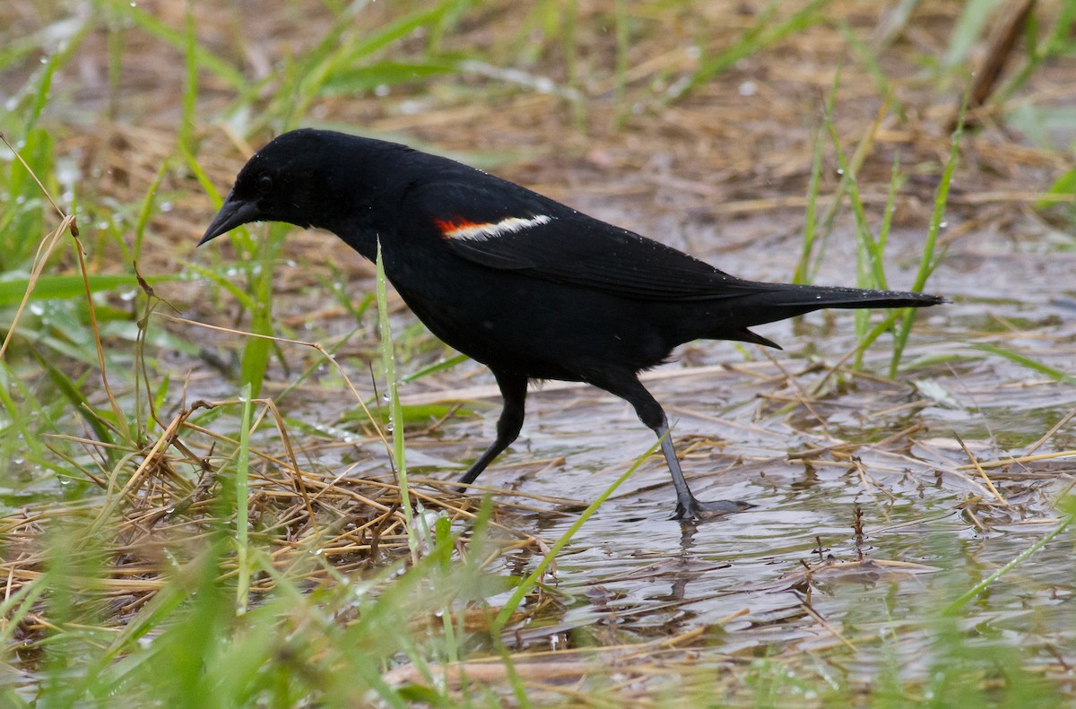 Red-winged Blackbird - ML57903731