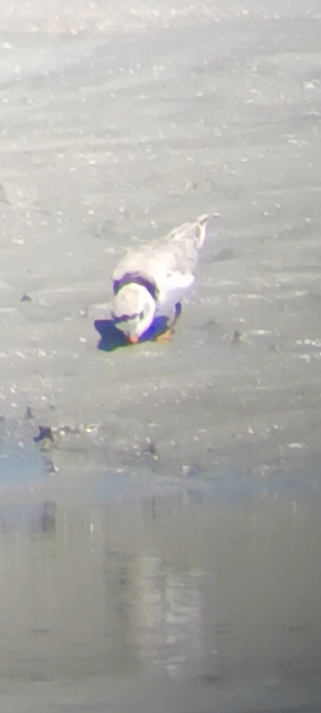 Piping Plover - ML579037351