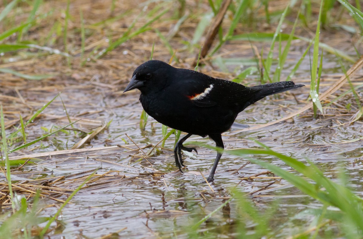 Red-winged Blackbird - ML57903751