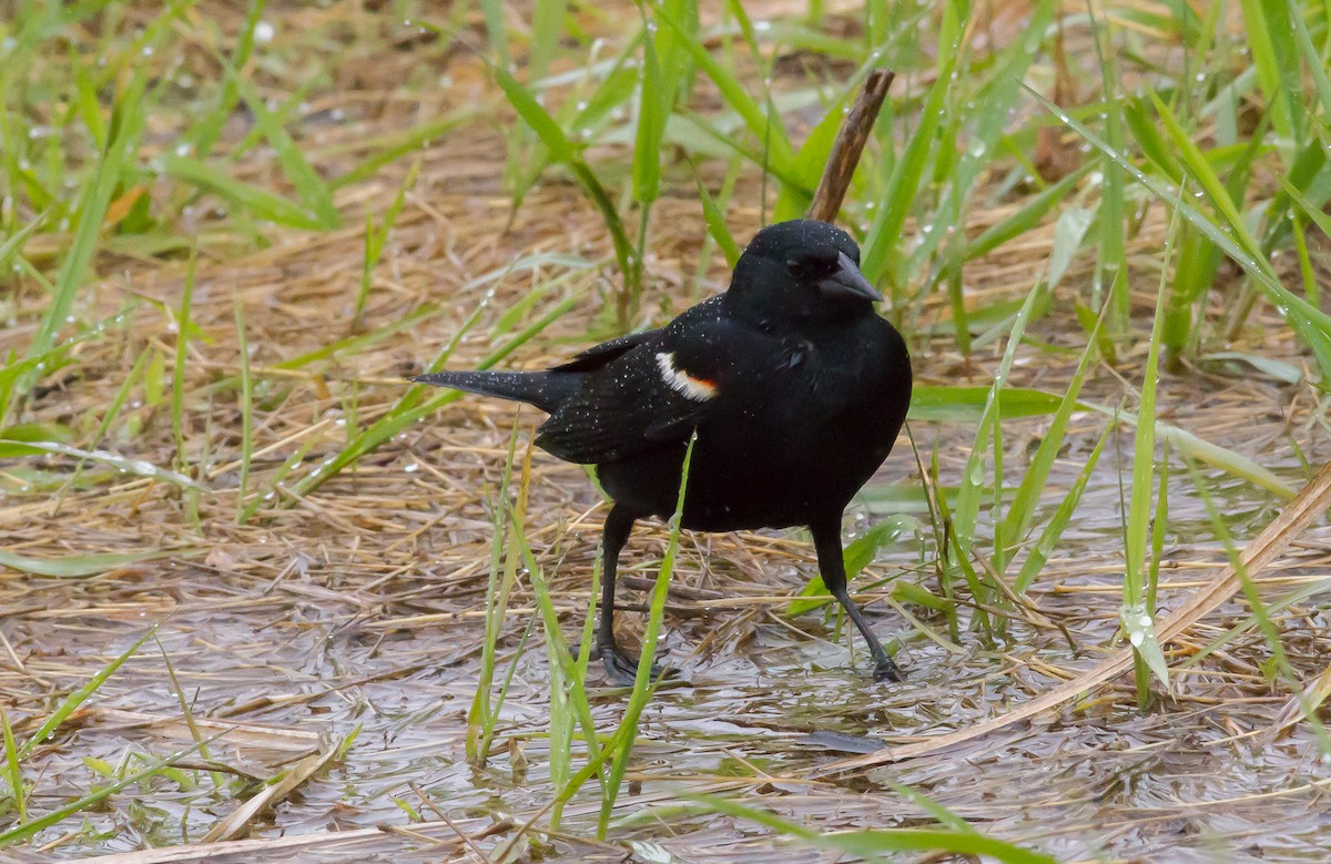 Red-winged Blackbird - ML57903761