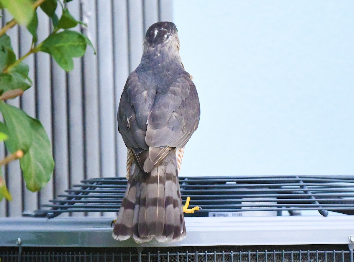 Cooper's Hawk - ML579037781