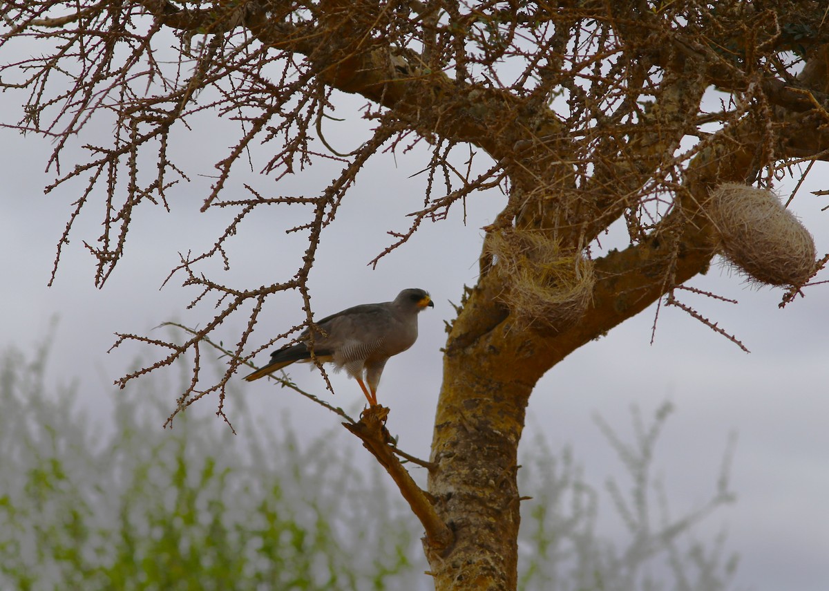 Autour à ailes grises - ML579037971