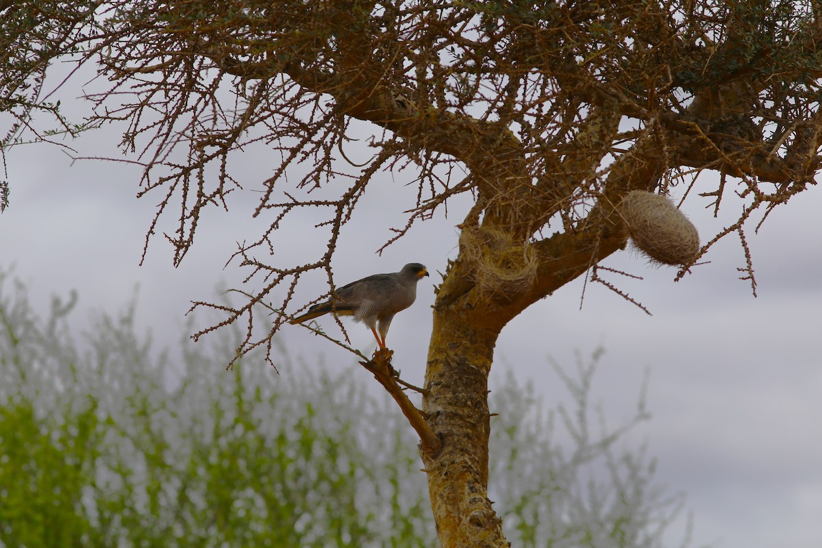 Eastern Chanting-Goshawk - ML579037981