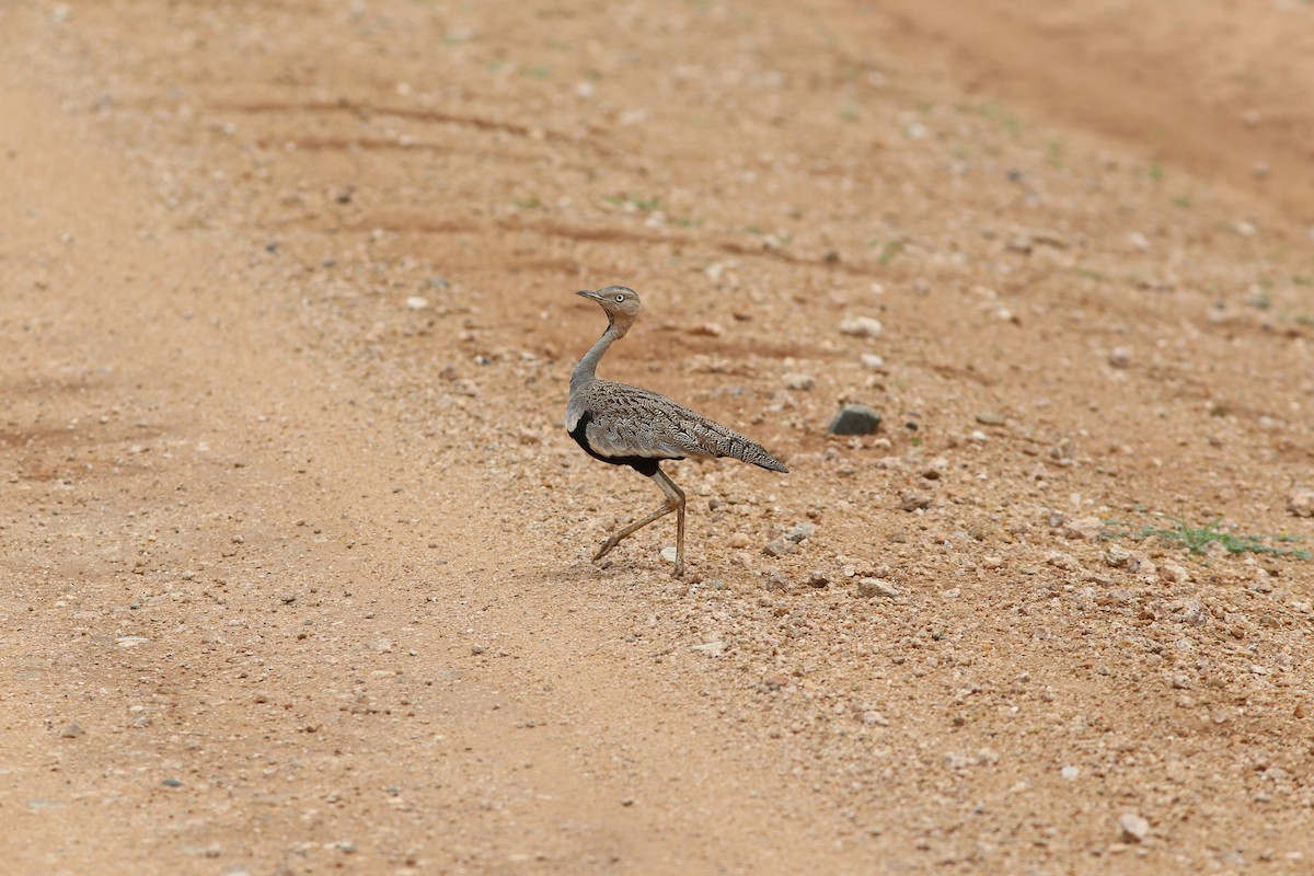 Buff-crested Bustard - ML579038021