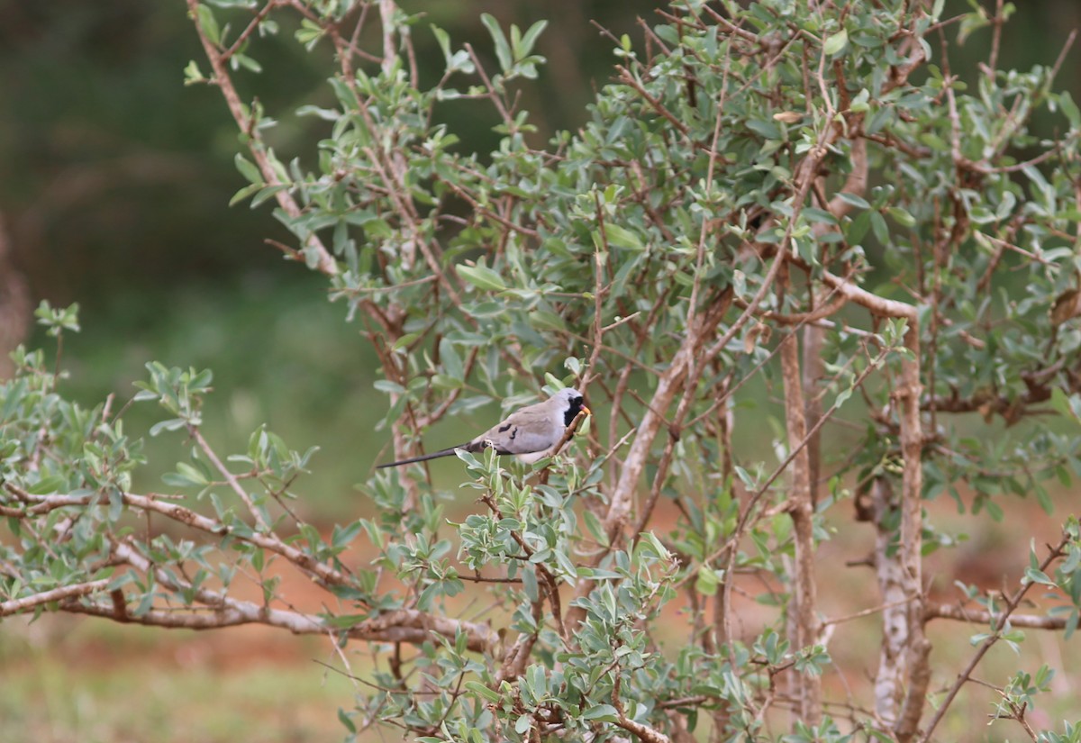 Namaqua Dove - ML579038131