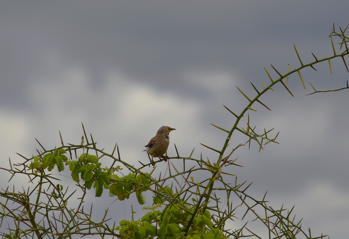 Wattled Starling - ML579038281