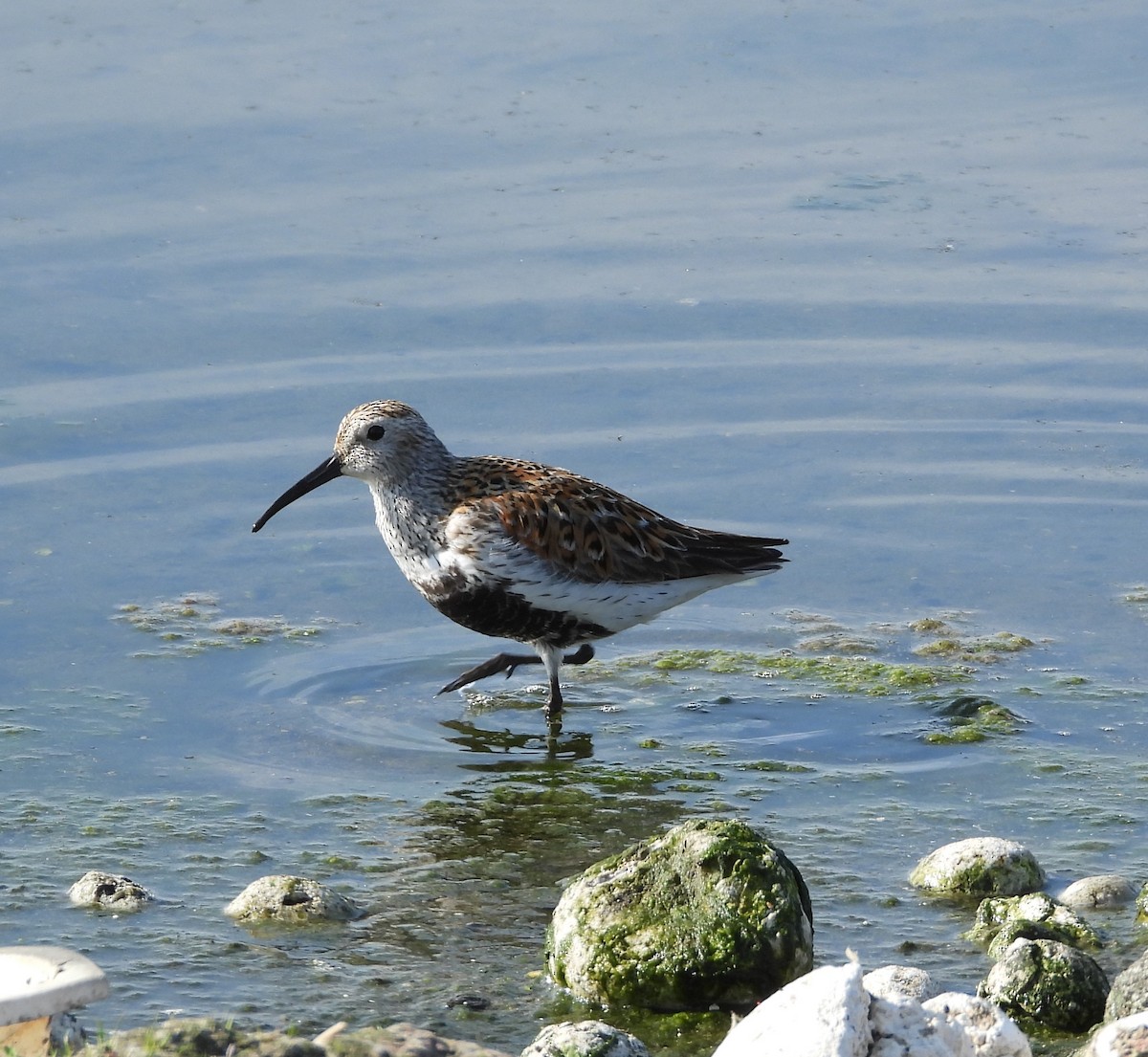 Dunlin - Amy Lyyski