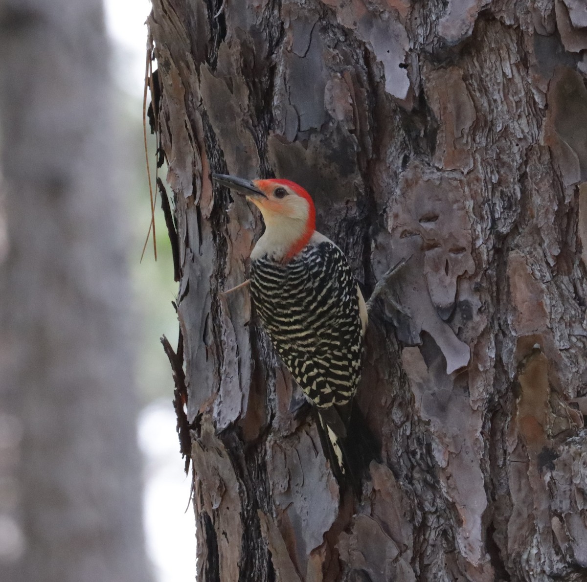 Red-bellied Woodpecker - ML579039851