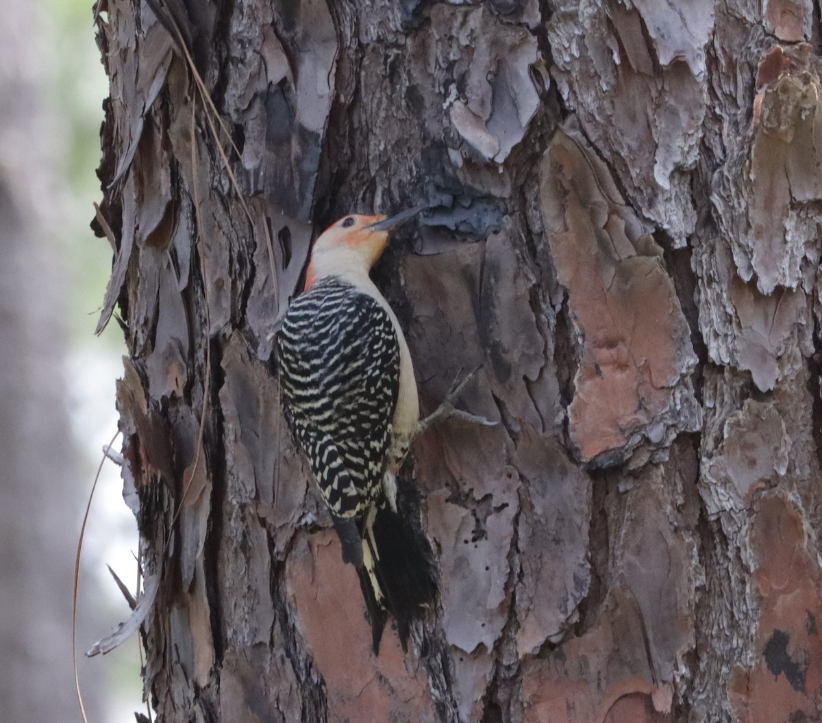 Red-bellied Woodpecker - ML579039971