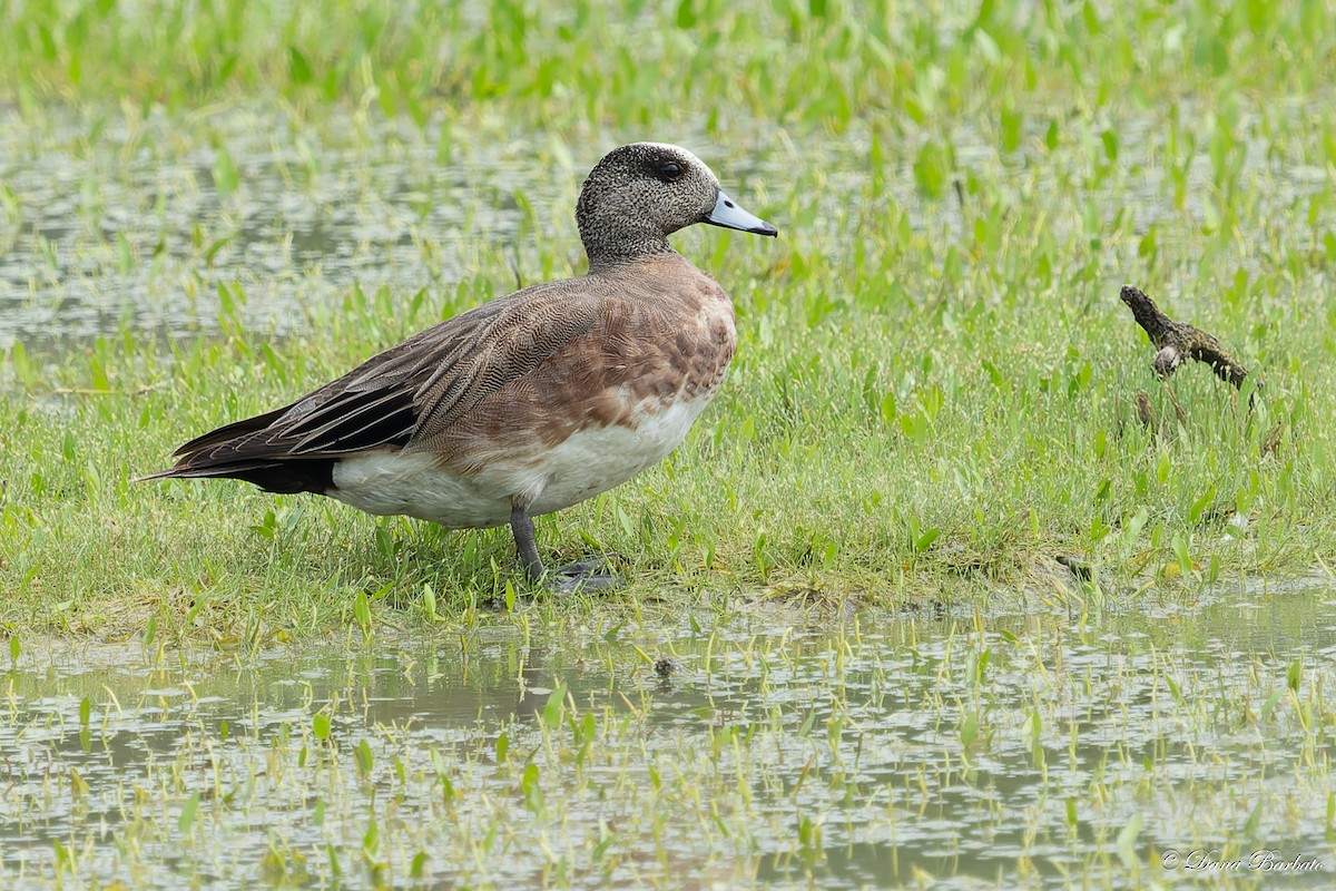 American Wigeon - ML579040261