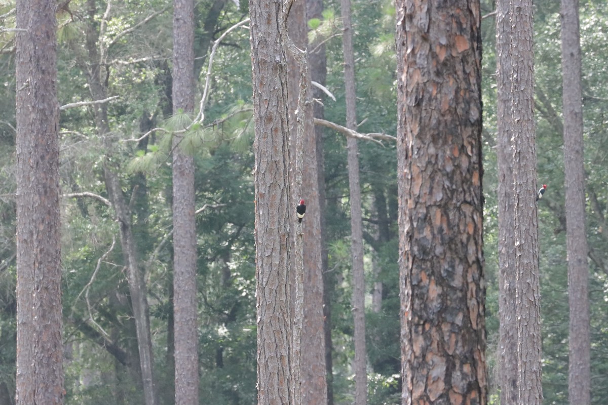 Red-headed Woodpecker - ML579040491