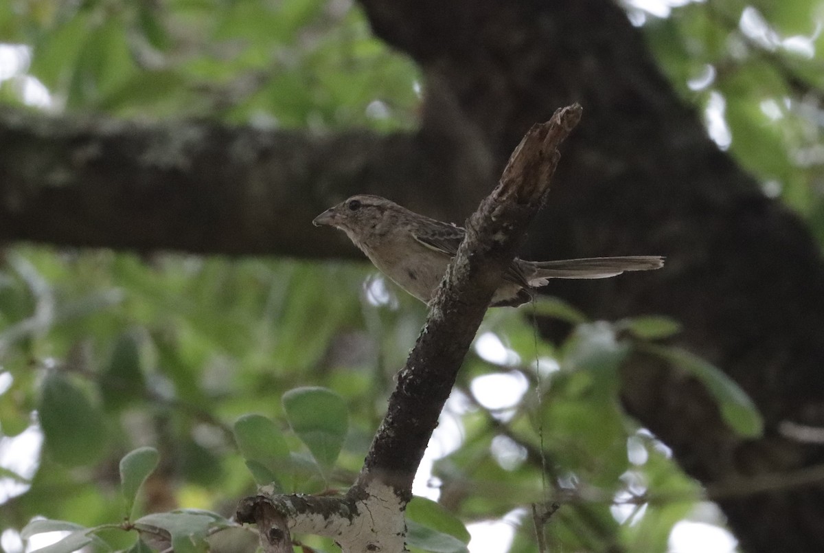 Bachman's Sparrow - ML579040941