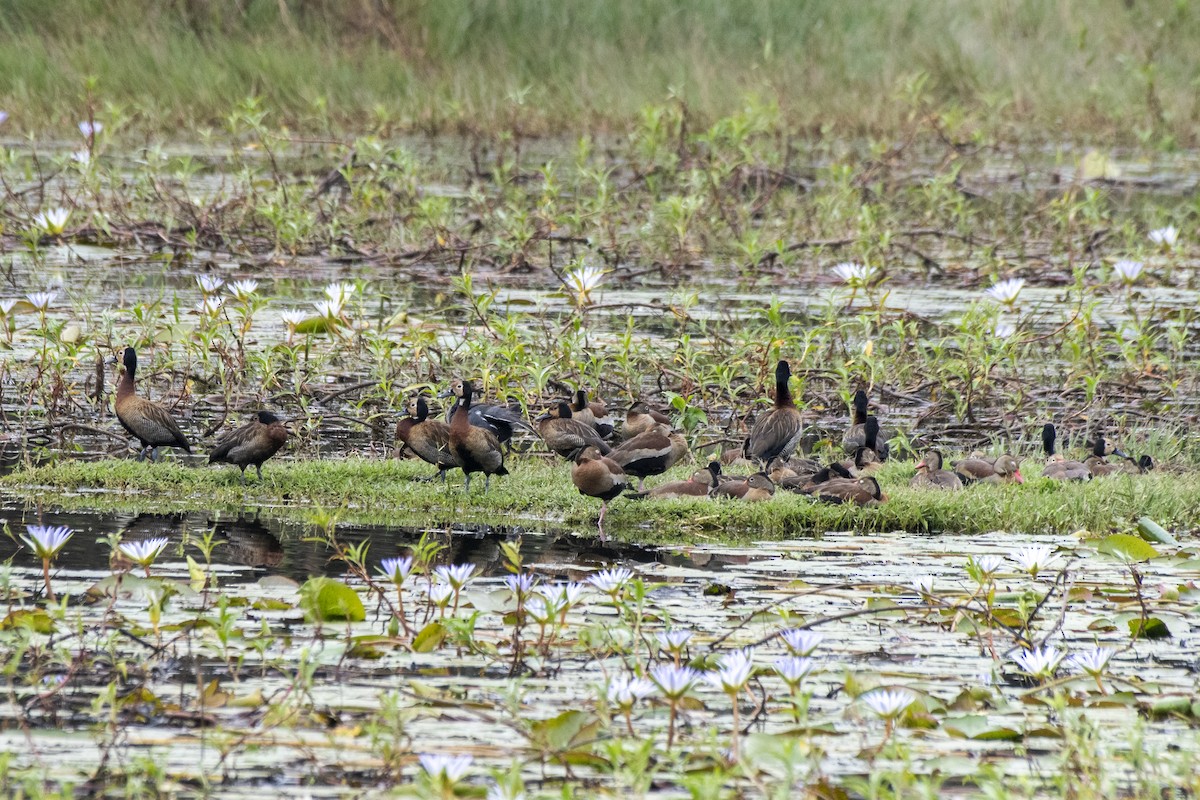 Black-bellied Whistling-Duck - ML579041651