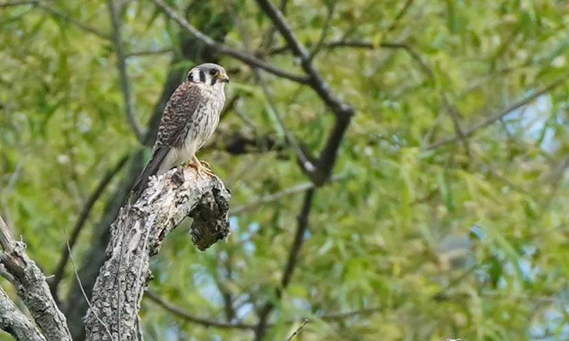 American Kestrel - ML579042361