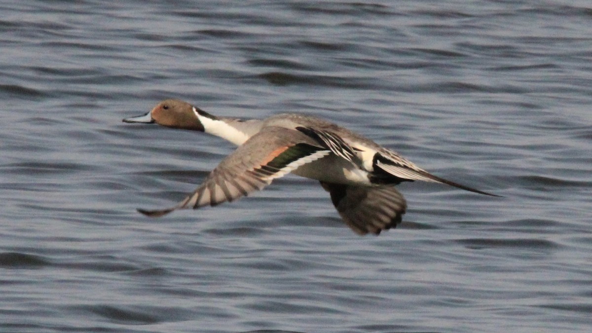 Northern Pintail - ML579042371