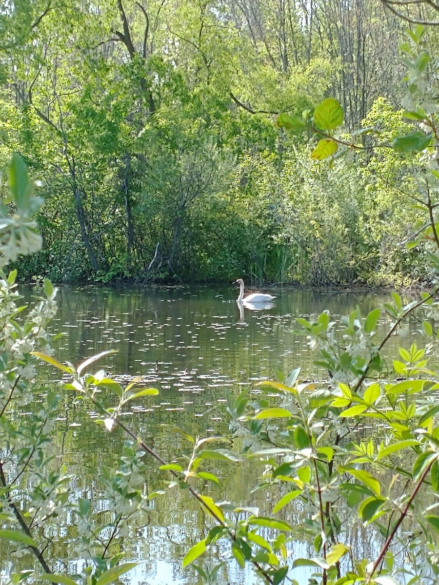 Cygne trompette - ML579042851