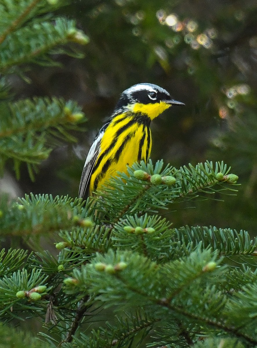 Magnolia Warbler - ML579043241