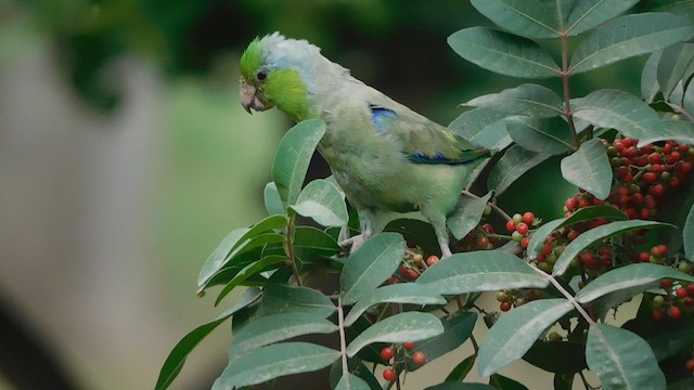 Папуга-горобець еквадорський - ML579043781