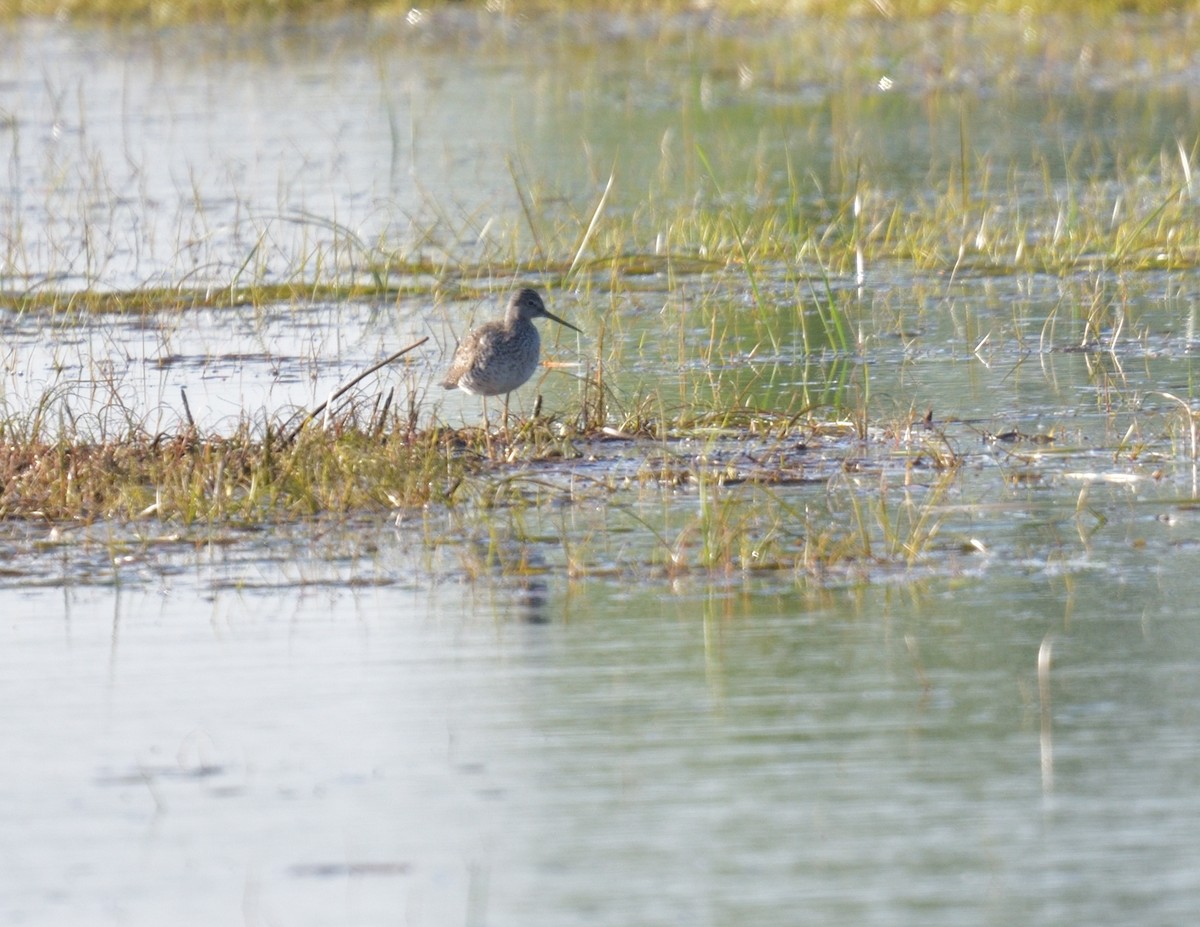 Greater Yellowlegs - ML579043941