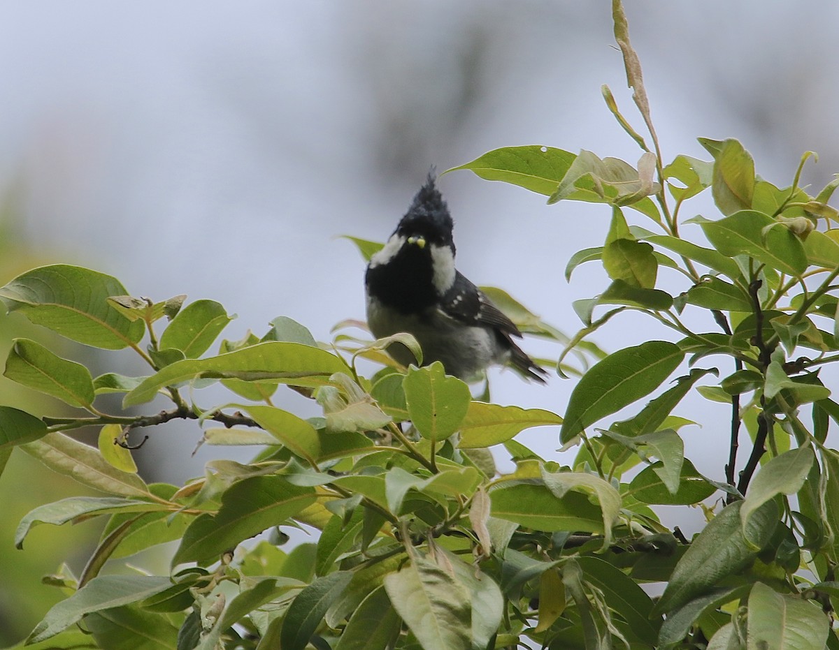 煤山雀(ptilosus/kuatunensis) - ML57904411