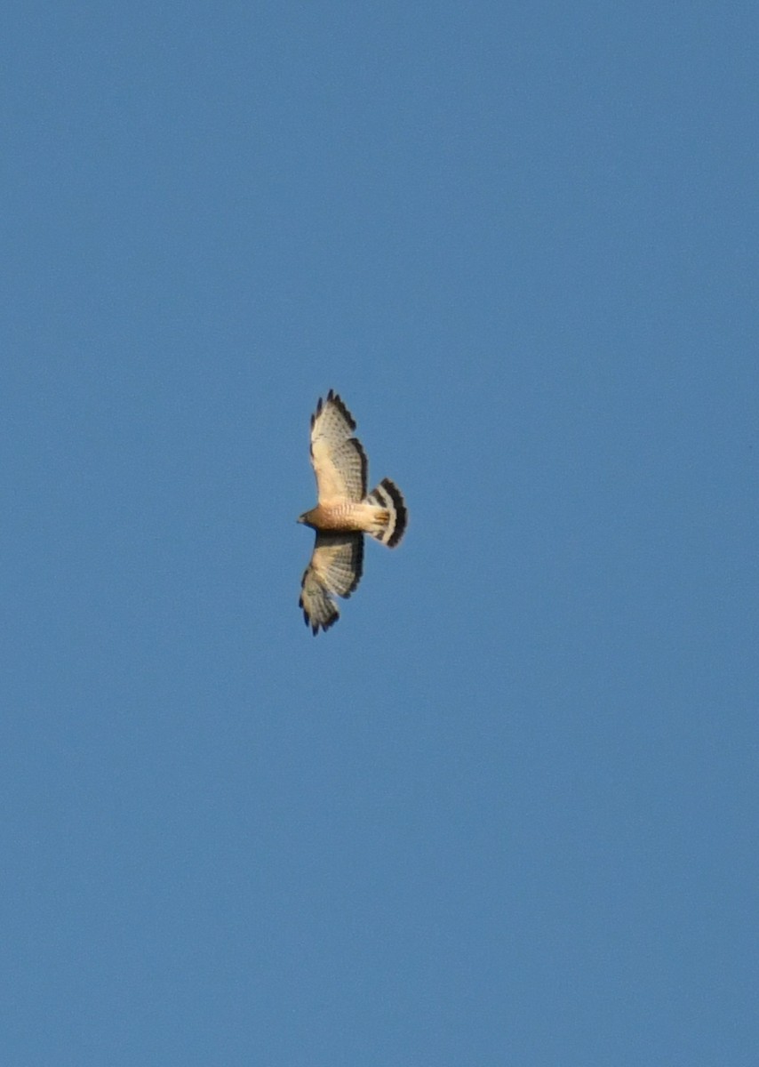 Broad-winged Hawk - ML579045571