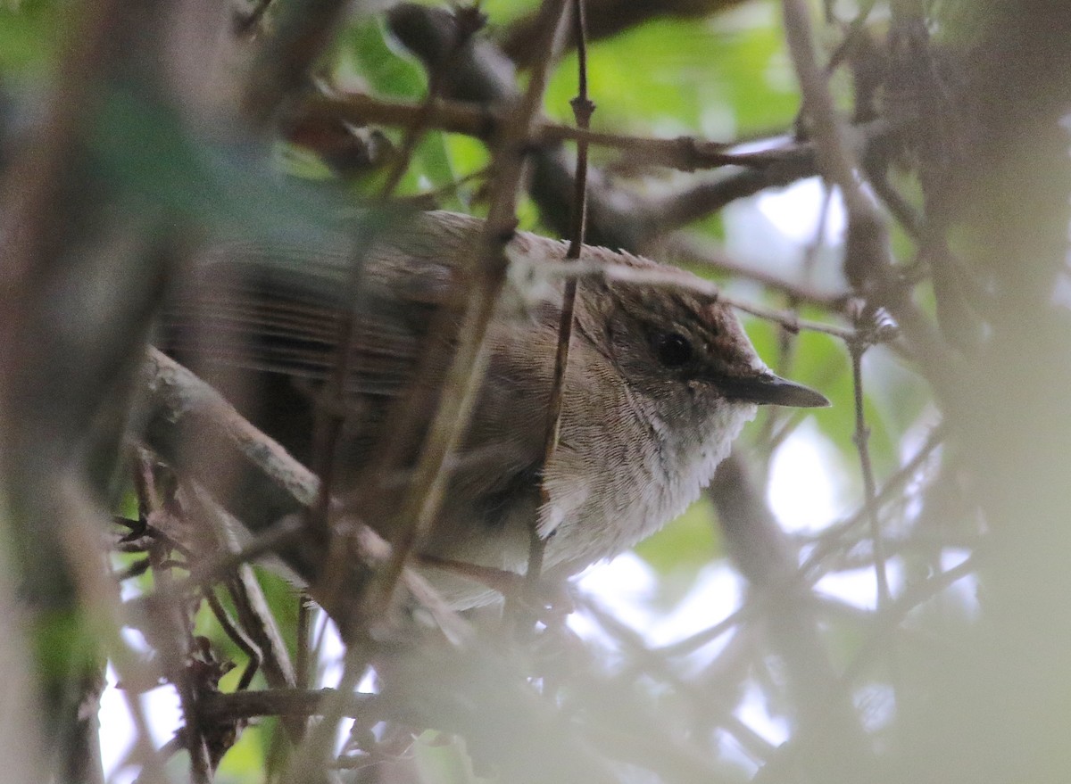 Taiwan Bush Warbler - Gil Ewing