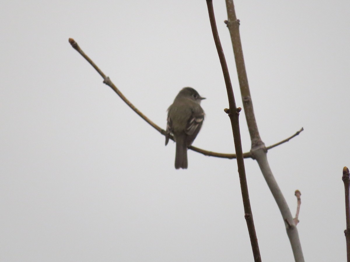 Least Flycatcher - ML57904831