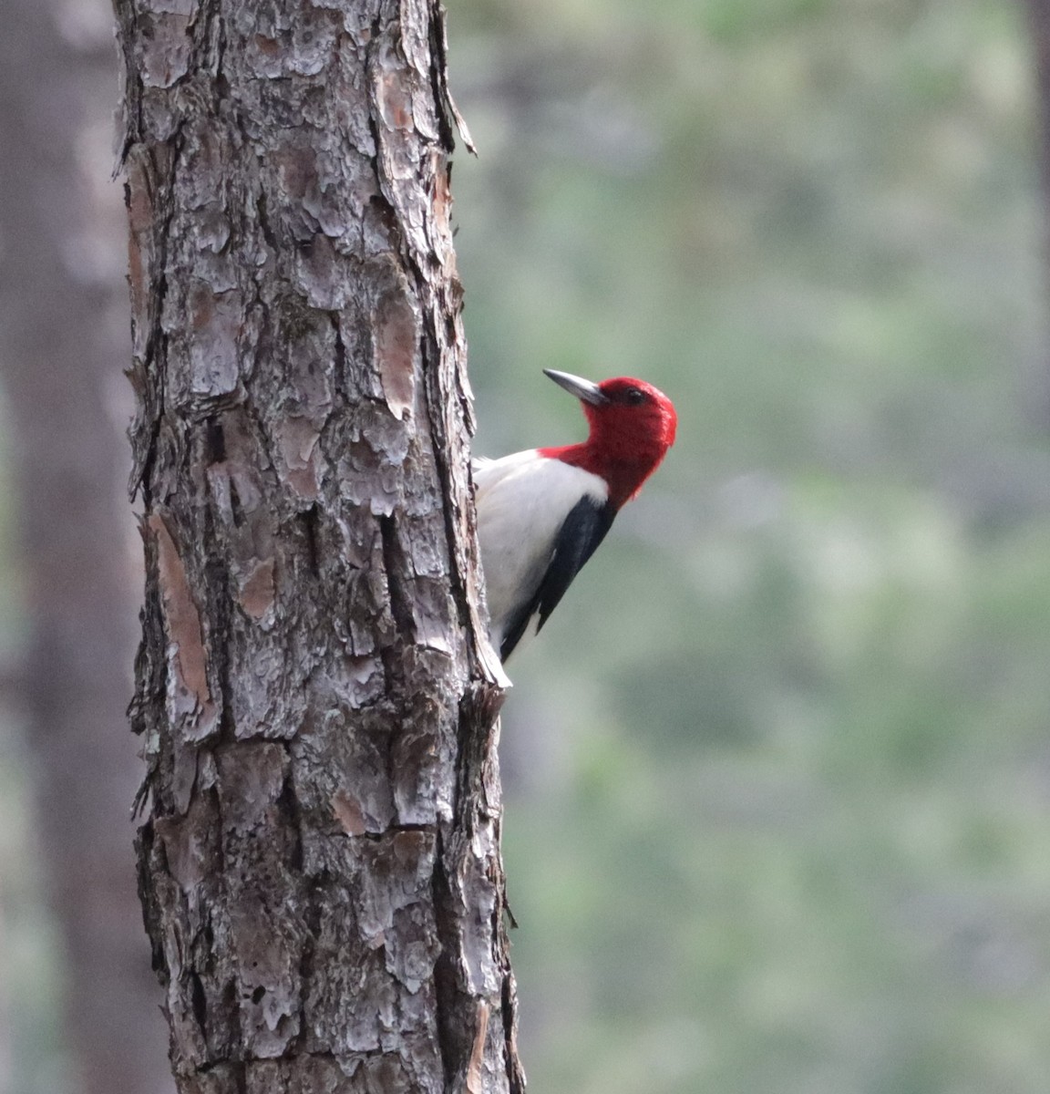 Red-headed Woodpecker - ML579049051