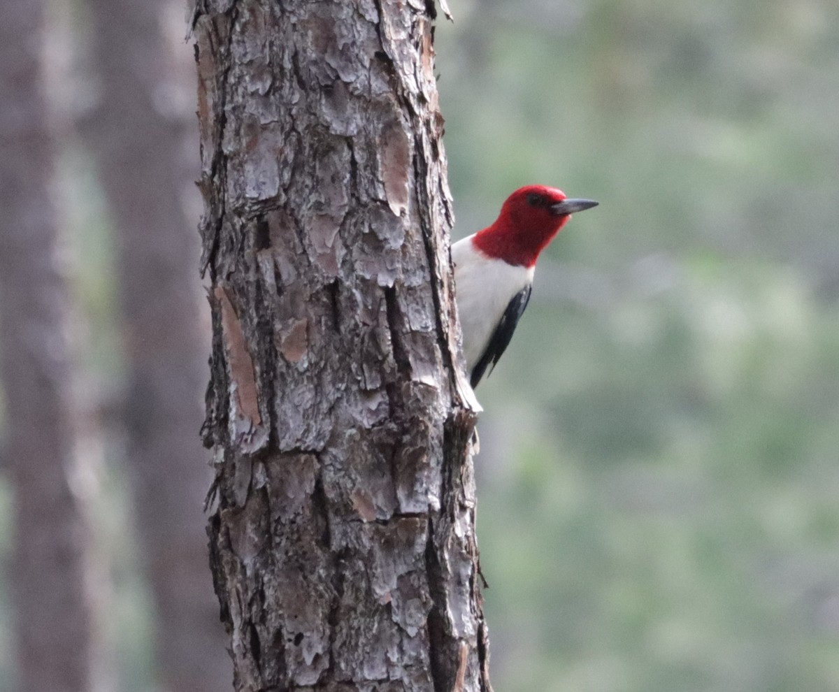 Red-headed Woodpecker - ML579049531