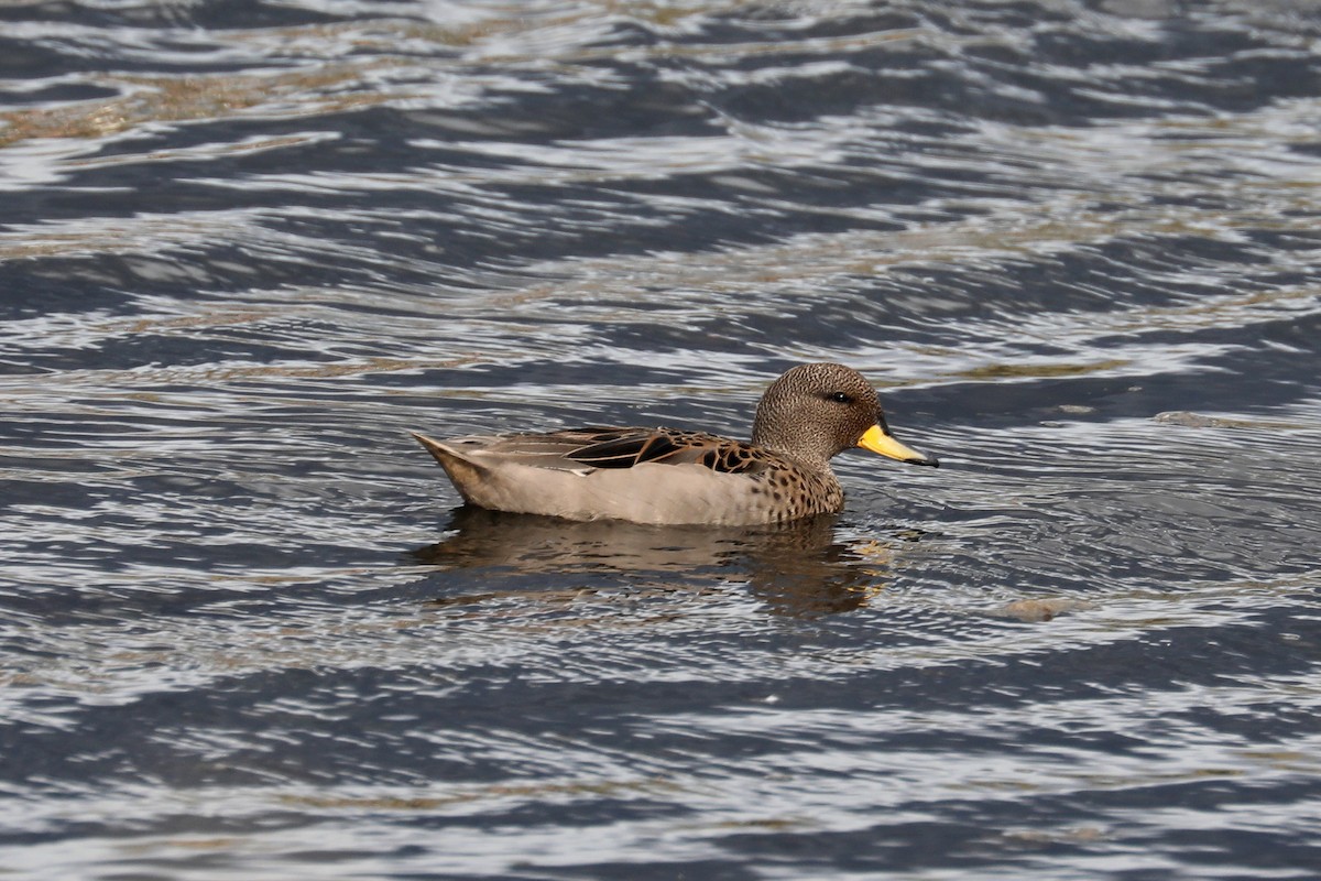 Yellow-billed Teal - Stephen Gast