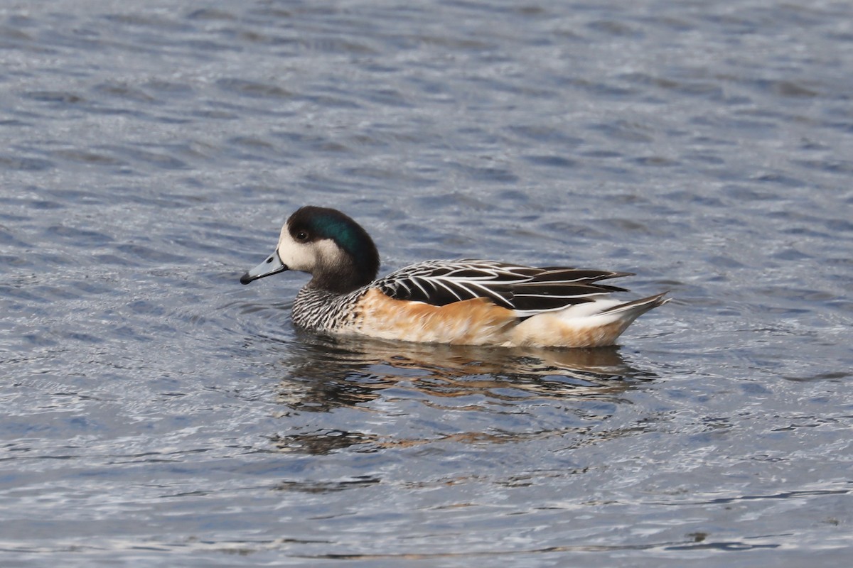 Chiloe Wigeon - Stephen Gast