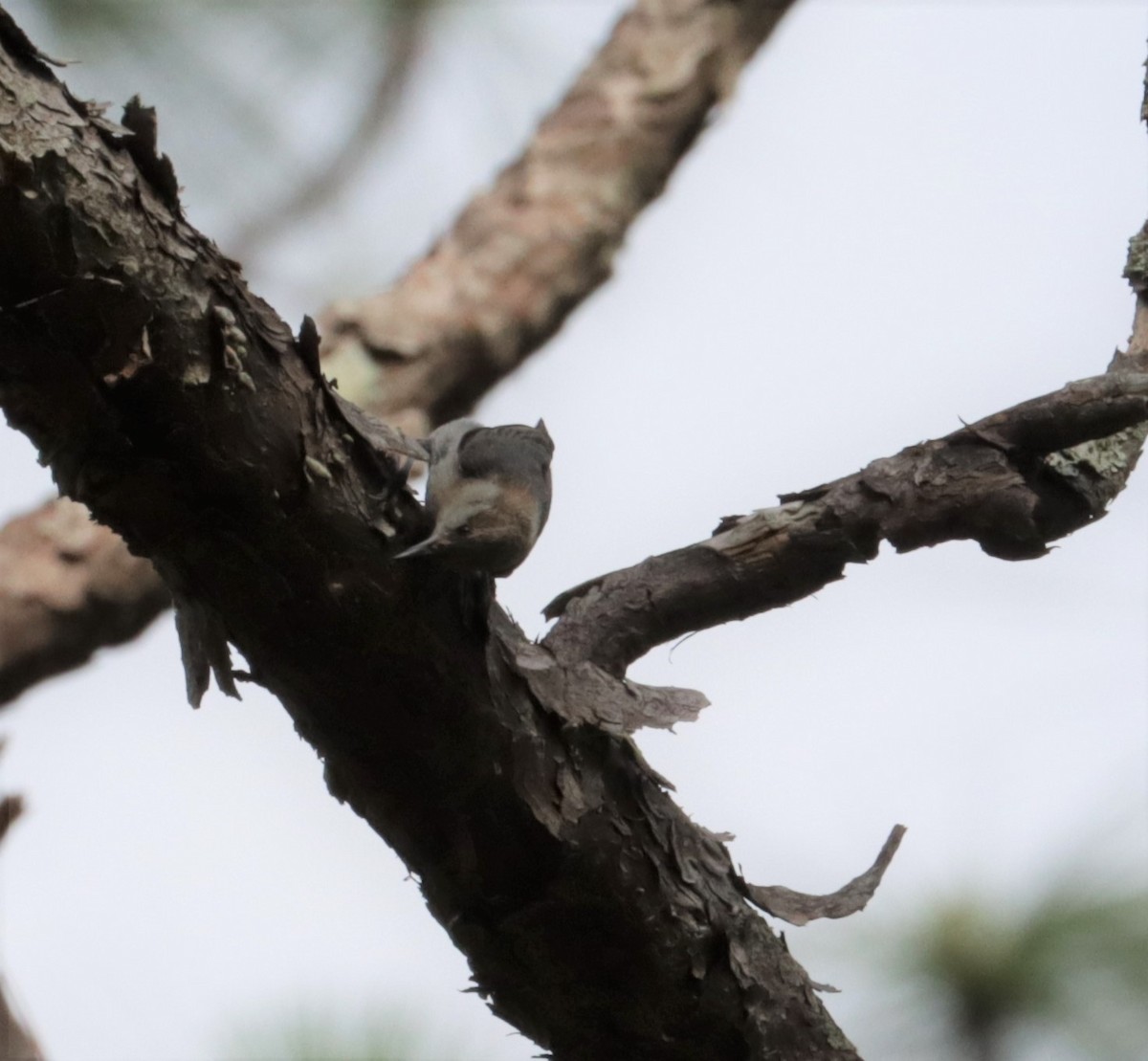 Brown-headed Nuthatch - ML579050911