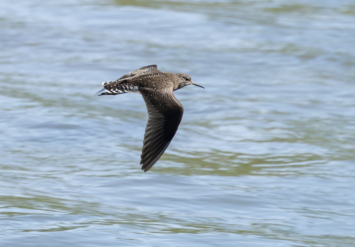 Solitary Sandpiper - ML579050921