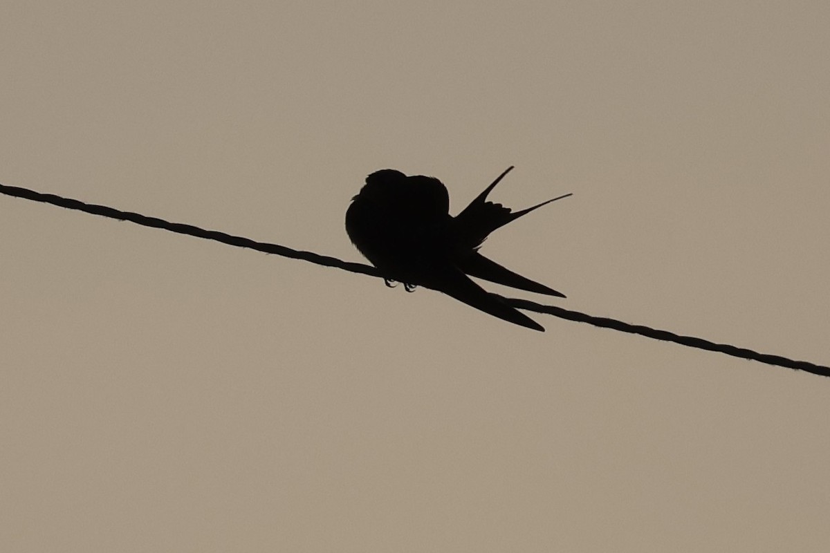 Barn Swallow - ML579051561