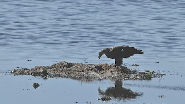 Bald Eagle - ML579051871