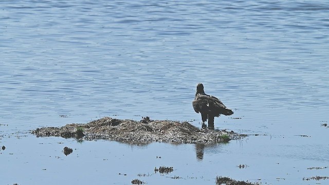 Bald Eagle - ML579051921