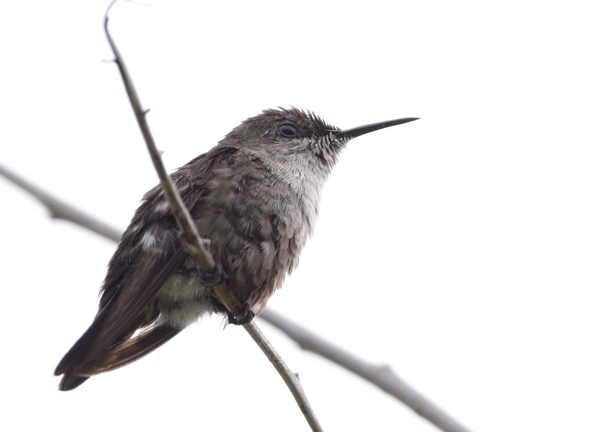 Vervain Hummingbird - Juan Martín Fernandez Cecenarro